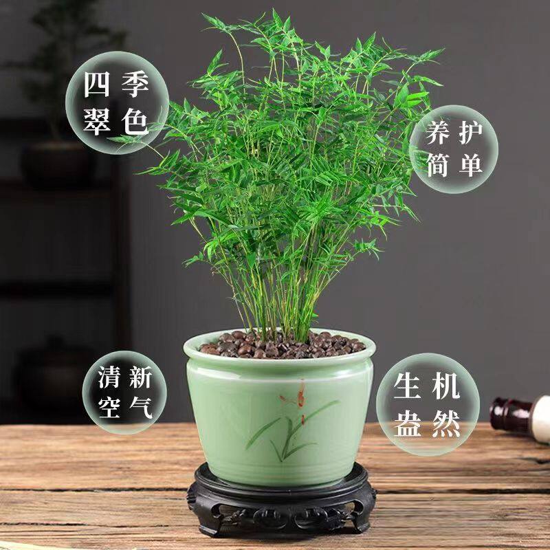 小型米竹盆景植物室内微观盆景凤尾竹观音竹观赏竹子庭院米竹盆栽