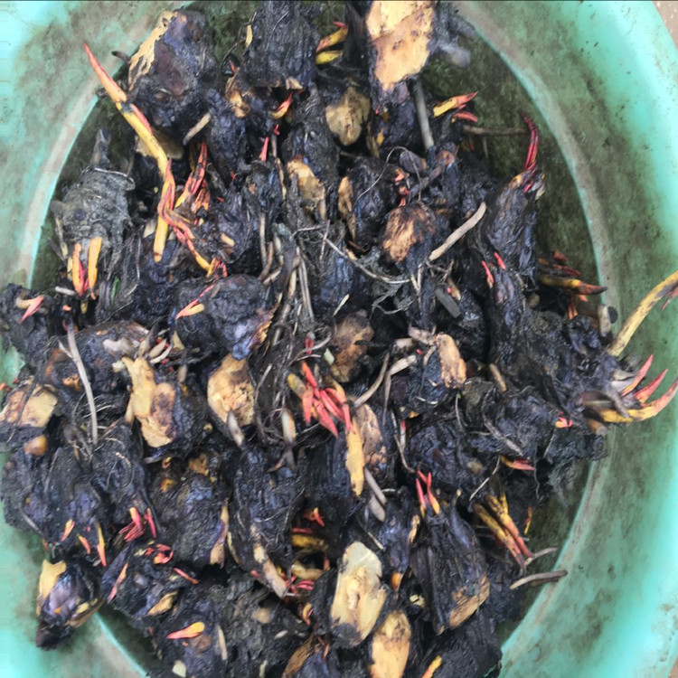 睡莲种根块花九品香莲种子莲花苗