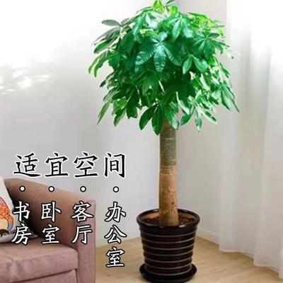 发财树客厅盆栽大型室内物开 乔新业迁居植送WLA礼办公室发财树大