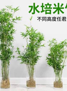 培米竹室植内水培植物水人高档懒绿水培观xhy25318音竹富贵竹南天