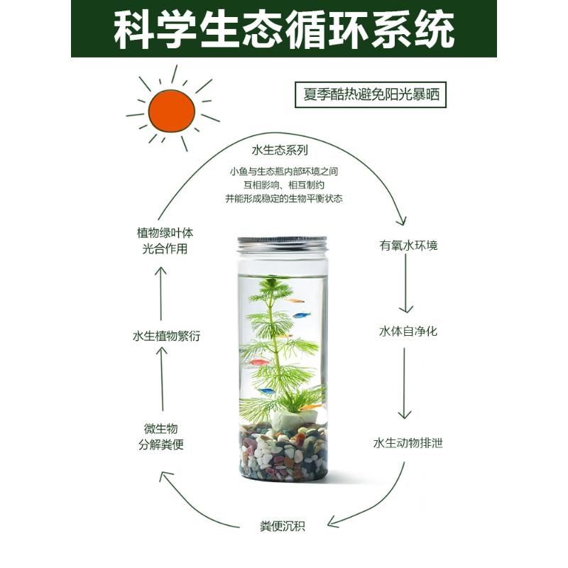 手提生态瓶DIY材料塑料免打理自循环微景观桌面瓶免换水小鱼缸办