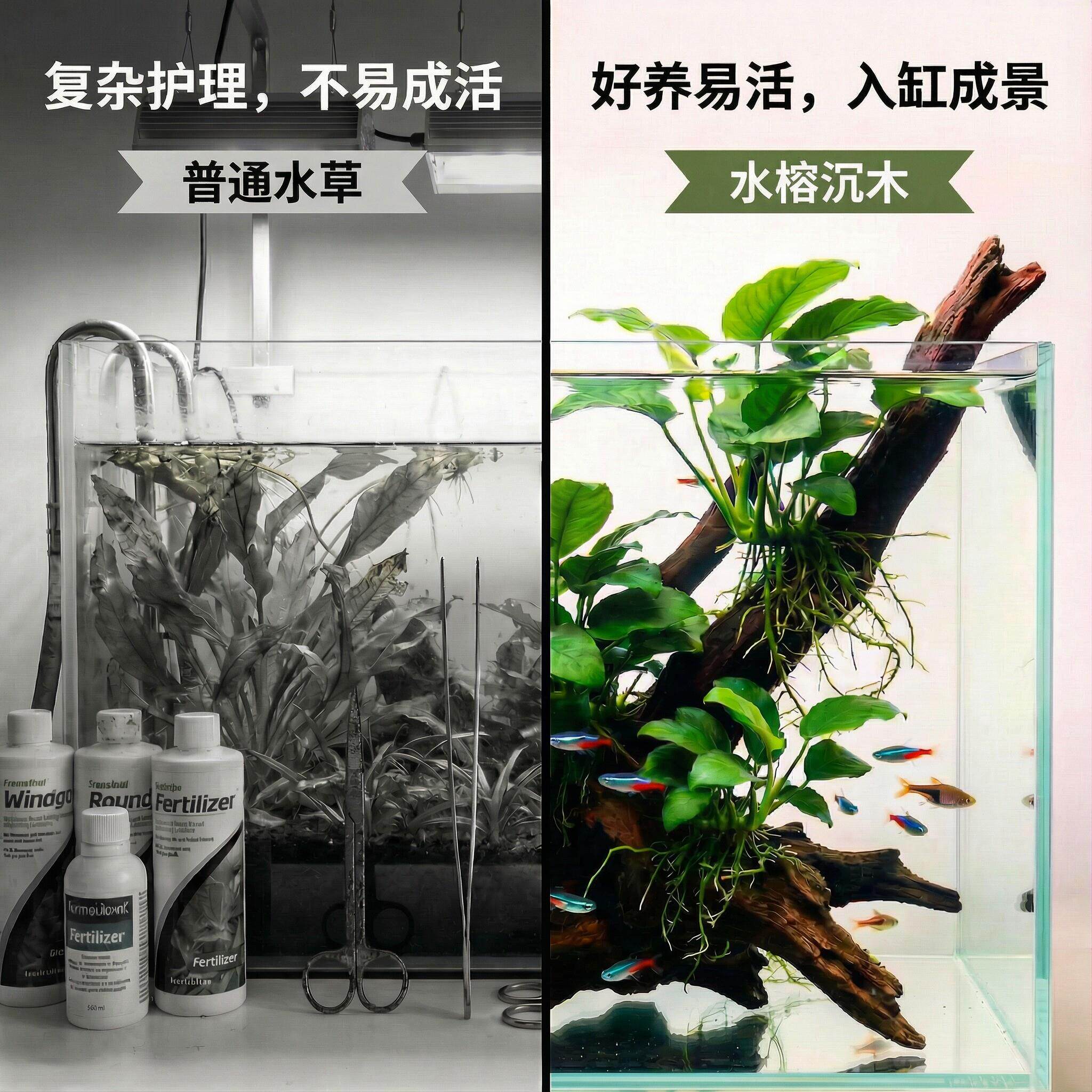 水榕沉木水水草榕鱼水缸培植物生态养水草沉木造景制氧懒人养鱼专