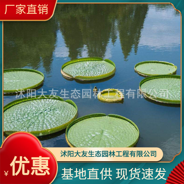 承包种植养护各种项目承接净水工程河道治理、种植水生植物