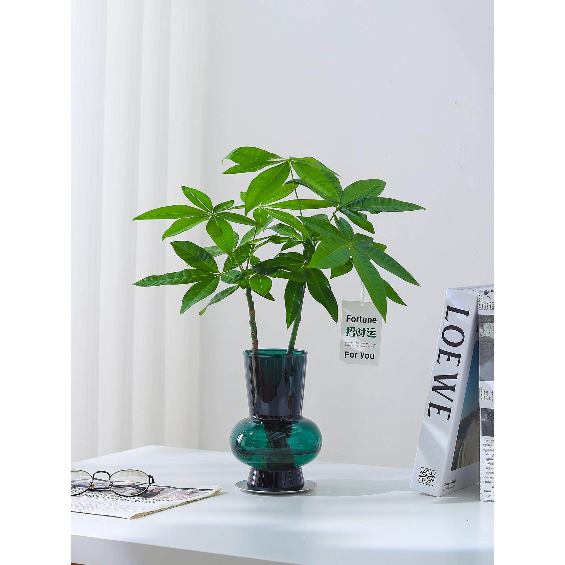 发财树盆栽室内客厅绿植办公室桌面花卉懒人好养水培植物净化空气