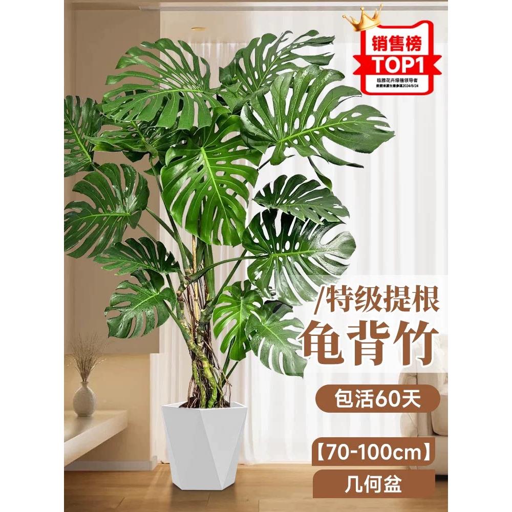 大植叶龟背竹客厅大盆栽老桩绿室落内大型A级提根高级感轻奢物地图片