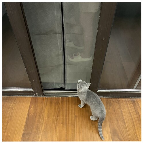 阳台养猫隔断帘拉链软纱门防猫门帘猫纱网防宠物挡猫纱窗门免打孔