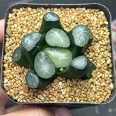 多肉植物 一件 十二卷属 水晶万象 7厘米盆 单头 包邮 不仅布蔓