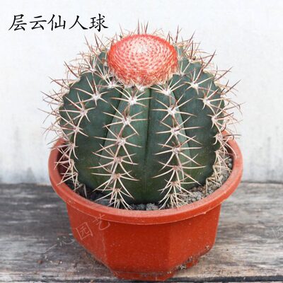 超大层云精品仙人球带云多肉植物办公室内阳台防辐射美观新手好养