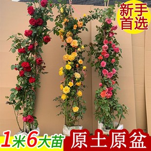 四季 1米6藤本月季 蔷薇大花庭院爬藤植物花卉盆栽阳台玫瑰大苗原土