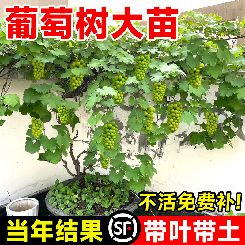 阳光玫瑰葡萄树苖带土带叶巨峰萄家庭园艺种子