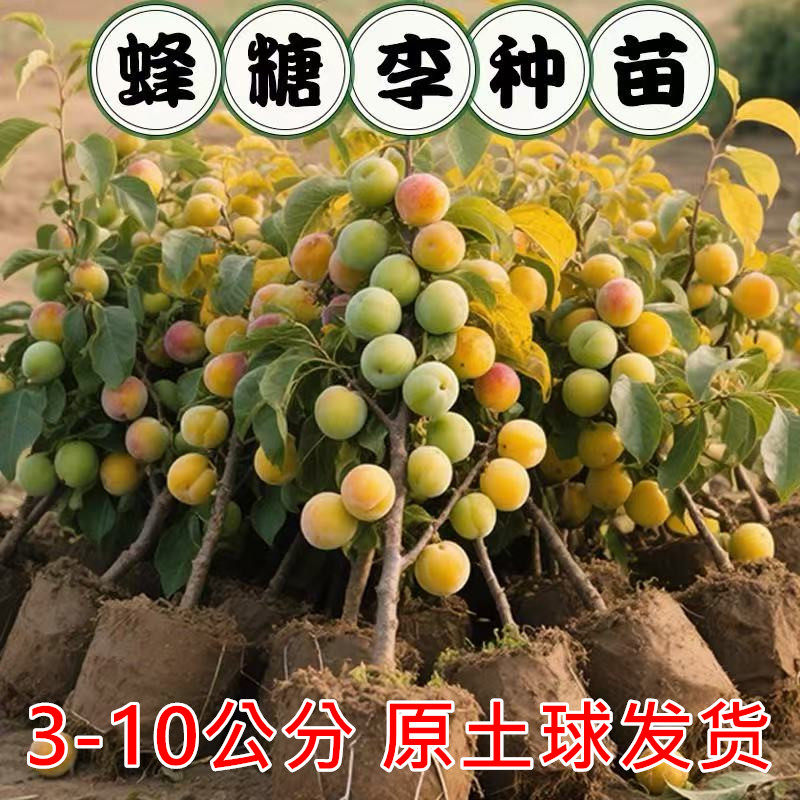 蜂糖李子树苗嫁接特大晚熟脱骨青脆李子果树苗南北方种三华李树苗