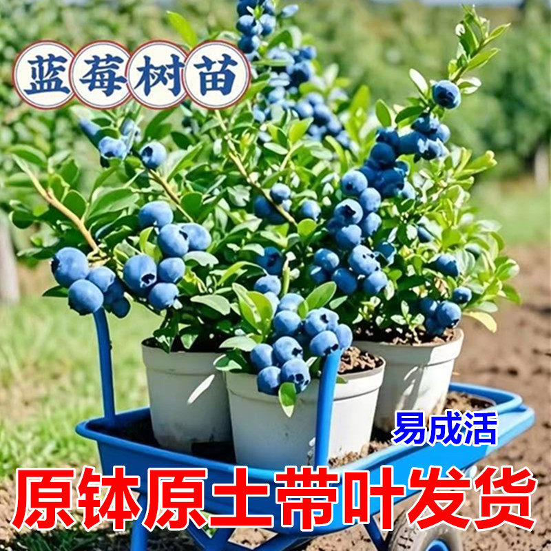 特大蓝莓树果苗带果发大果蓝莓树苗南方北方盆栽地栽四季种植果树