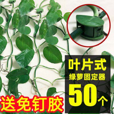 绿萝爬墙神器爬藤杆固定器夹子挂钩夹扣卡扣墙壁绿箩攀爬植物绿植