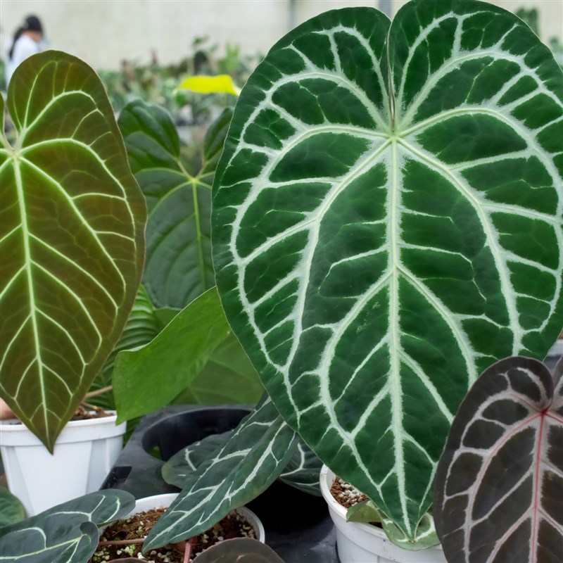 纵野 / 植物明盒 花烛蔓绿绒植 室内观叶绿植