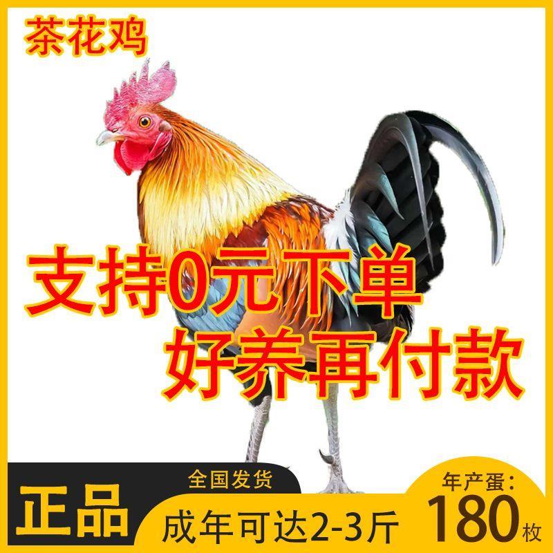 半斤茶花鸡观赏鸡七彩山鸡散养土鸡正宗二代原鸡苗五彩鸡彩凤鸡苗