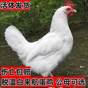 正宗白来航鸡活苗白羽鸡活苗纯白色鸡蛋鸡土鸡现货活的鸡散养活体