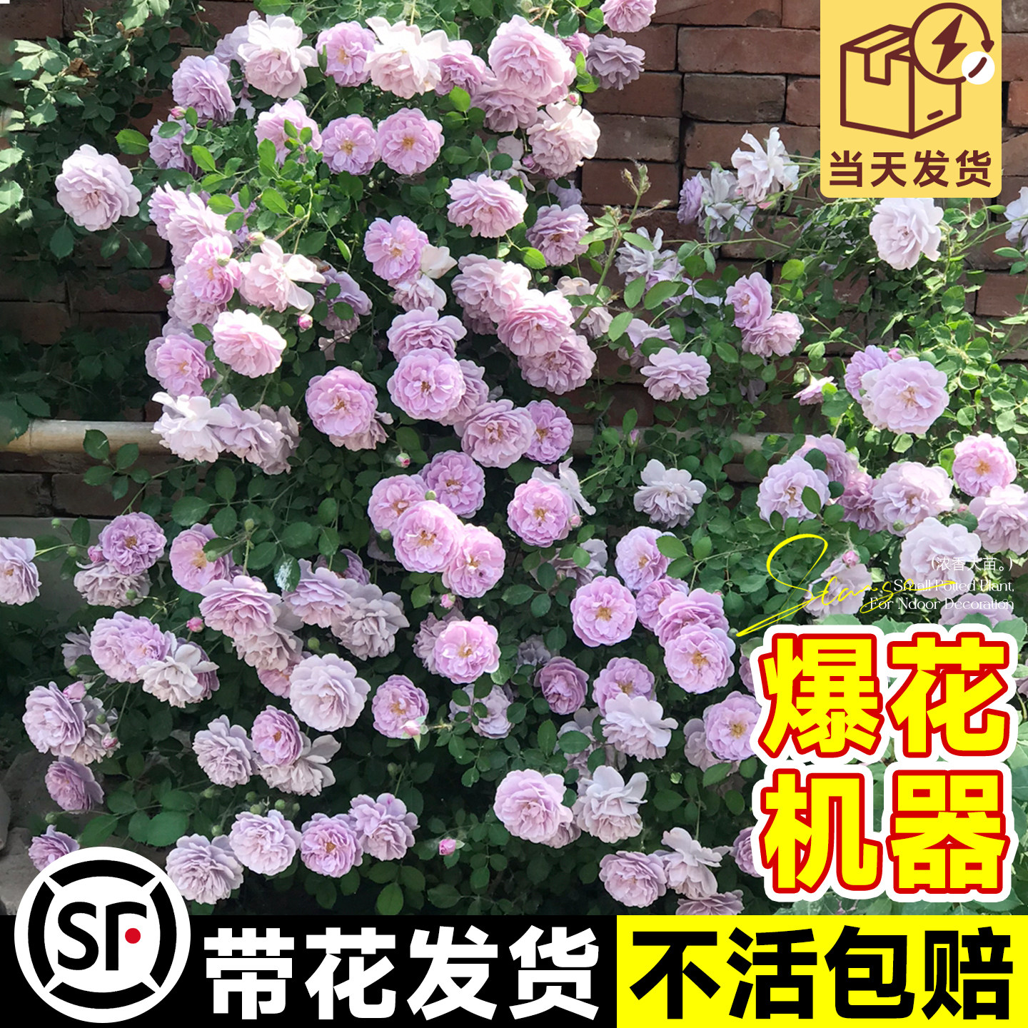 藤本月季爬藤大苗蔷薇花特大花庭院爬墙植物四季花卉盆栽鲜花好养