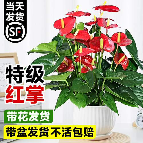 红掌盆栽带花室内好养绿植花卉客厅大叶大花鸿运当头四季粉掌植物