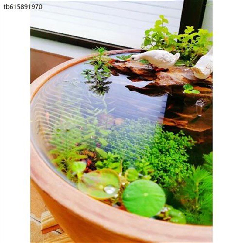 水缸古法养鱼水草套餐鱼缸造景素材水草泥净水真草增氧植物