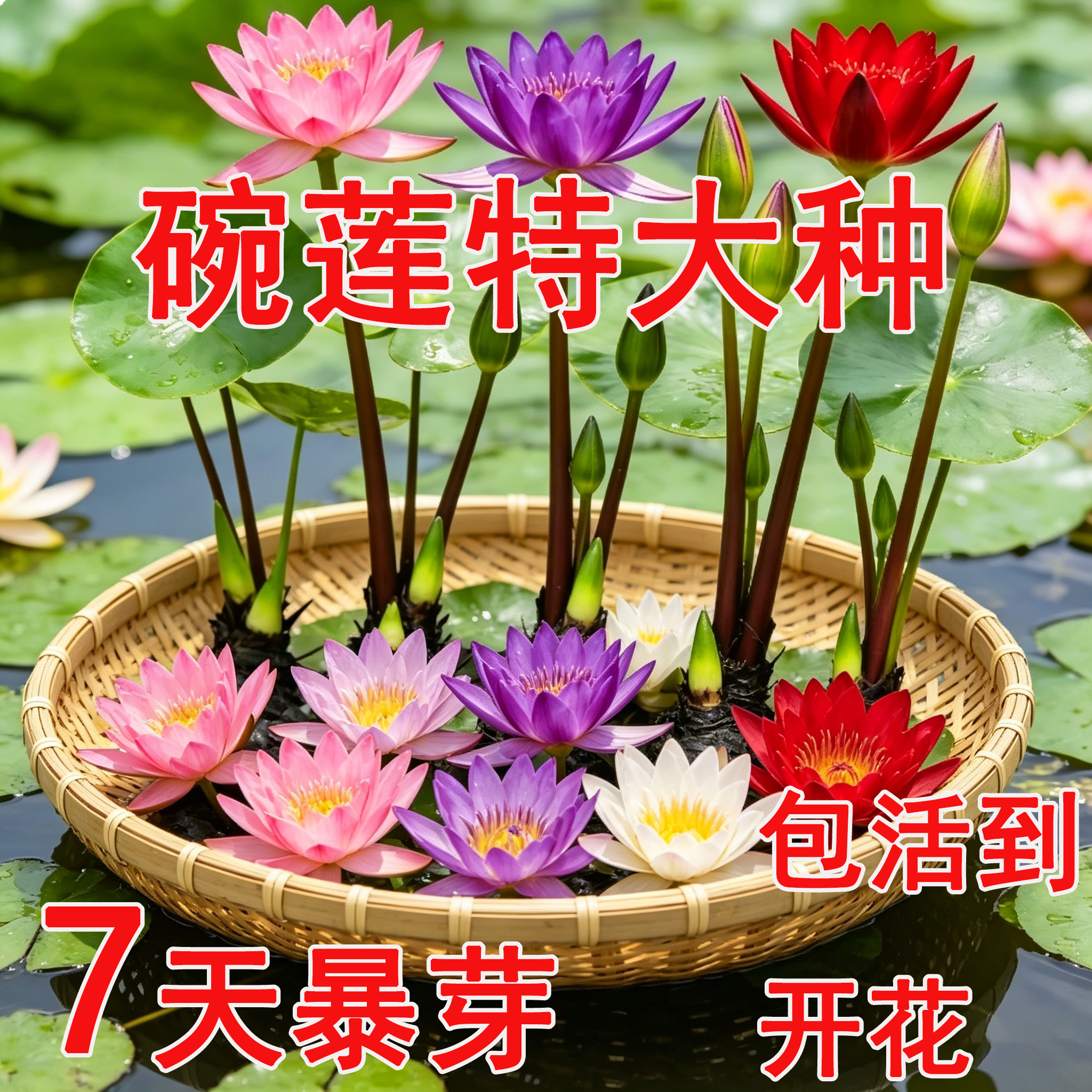 睡莲水培植物四季水养荷花水莲花盆栽花卉水池塘大睡莲根块带花苞