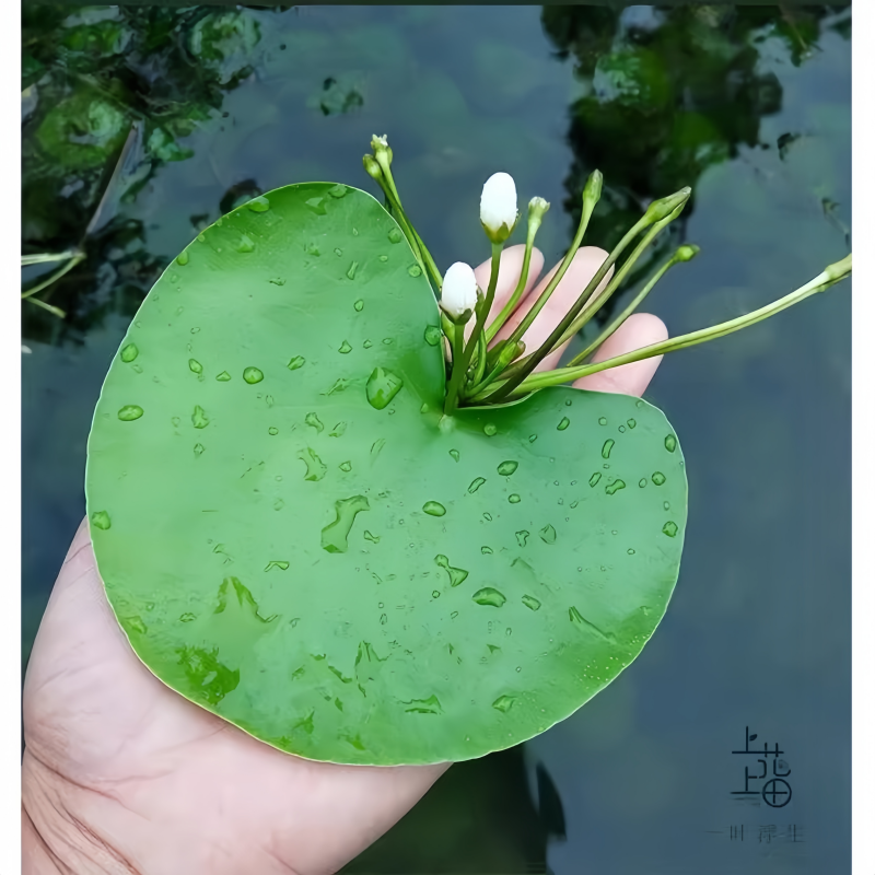 一叶莲无土水生水培植物水生水养鱼盆池碗莲盆栽莲花水养池塘水生,鲜花速递/花卉仿真/绿植园艺,红掌/凤梨/温室花卉,淘宝优惠券,粉丝福利购,淘宝优惠卷