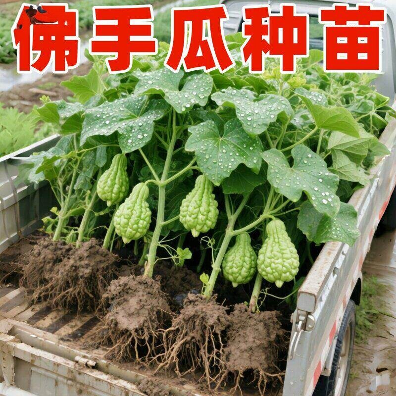 佛手瓜苗秧瓜种带芽种子种籽子孑白种苗瓜苗发芽扶手瓜种植苗菜苗