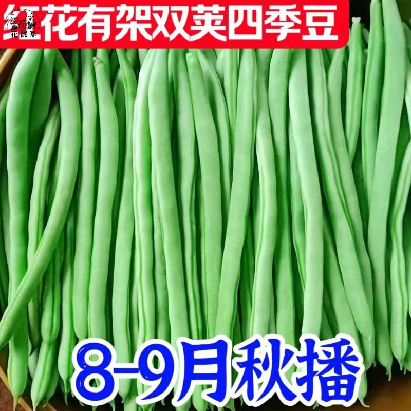 双花双荚红花有架四季豆新鲜早熟45天耐热耐寒软糯无筋无丝肉豆角