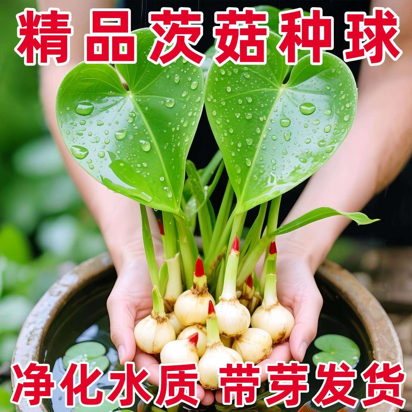 茨菇慈姑水生植物水培燕尾种苗池塘装饰花卉净化鱼缸水质慈菇水培,鲜花速递/花卉仿真/绿植园艺,水生植物,淘宝优惠券,粉丝福利购,淘宝优惠卷