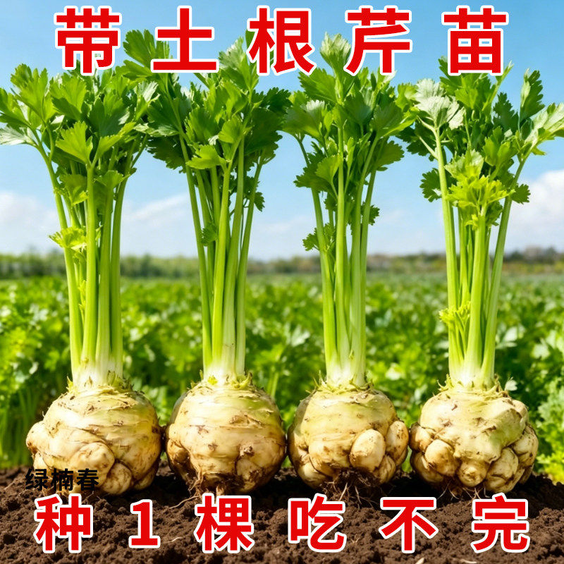 根芹球根芹疙瘩山东地中海根芹耐寒秋冬蔬菜正宗根芹老桩阳台种球