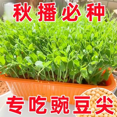 豌豆种子四川无须豌豆尖种籽专吃豌豆苗四季甜豌豆荷兰豆蔬菜种孑