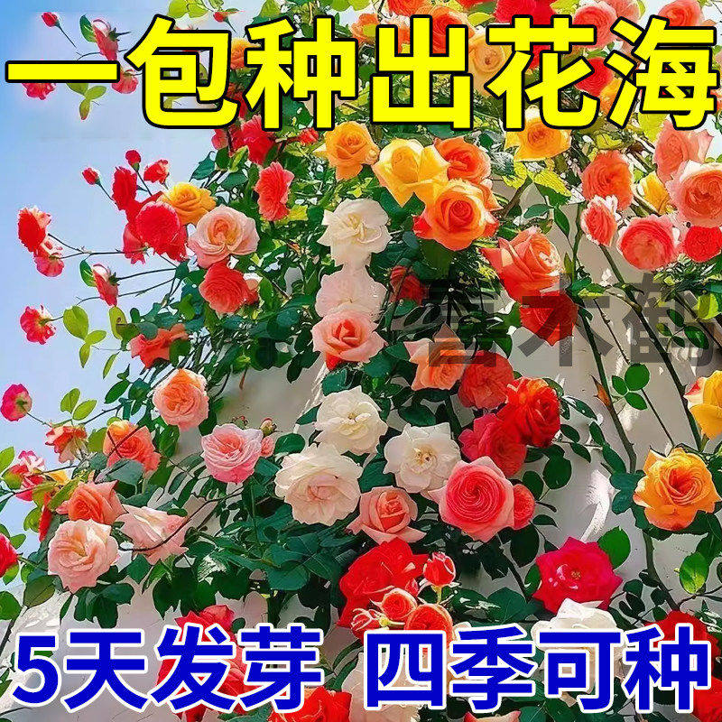 月季蔷薇花籽室外四季播种花籽爬墙植物四季可种卉庭院爬藤花种子
