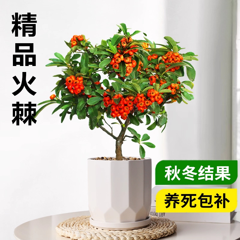 火棘树盆栽吉祥果喜庆果满堂红火棘树桩观果盆景红红火火花卉植物