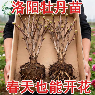 易活好养正宗洛阳牡丹花苗大苗花卉植物缠枝牡丹客厅盆栽庭院树苗