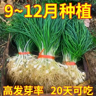 小根蒜种子野葱野蒜薤白种籽山蒜大脑瓜儿地方特色野菜野生蔬菜种