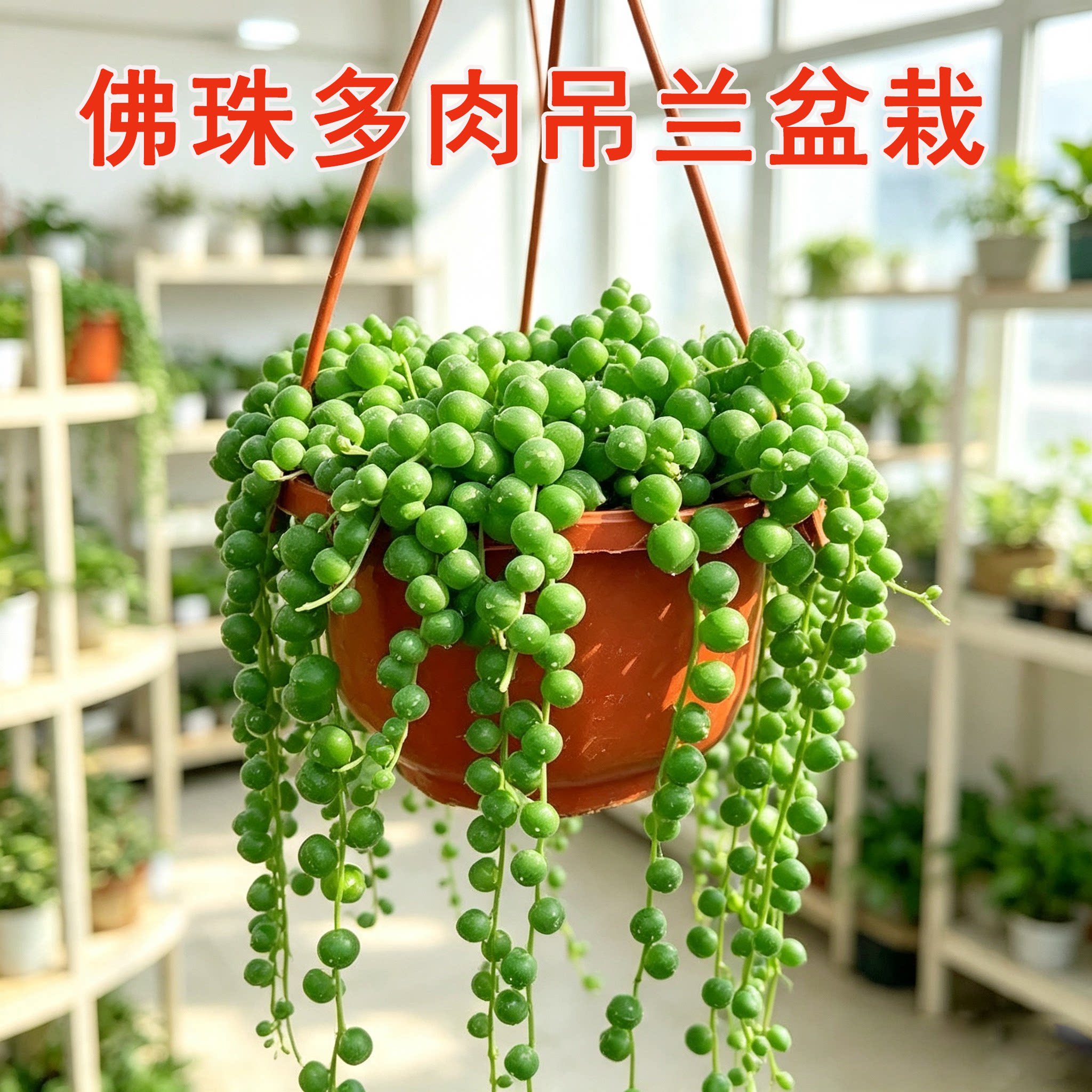佛珠吊兰多肉植物珍珠吊兰情人泪吊兰紫玄月盆栽绿植办公室植物