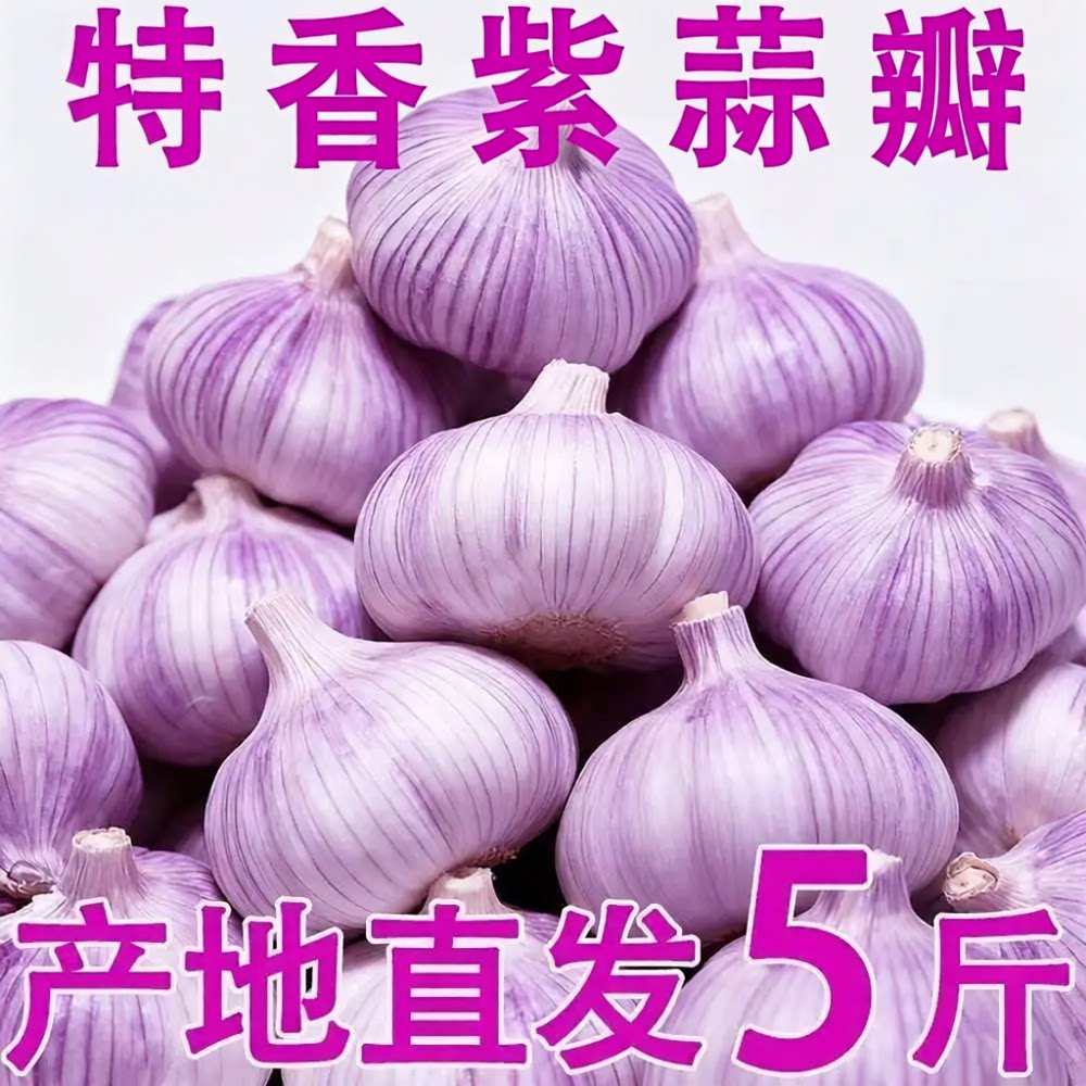 云南紫皮干大蒜瓣种子5斤红皮土蒜种籽种植蒜头专用农家可吃可种