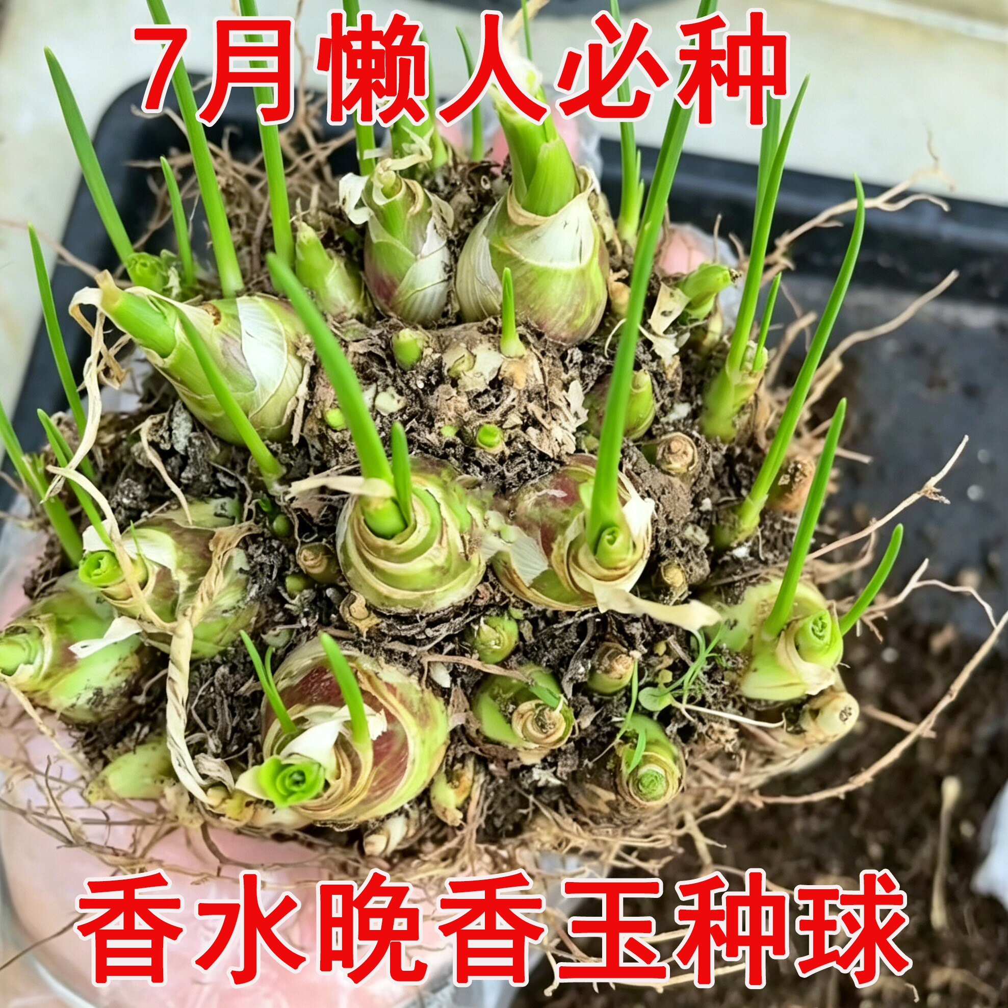 晚香玉种球重瓣大花球根夜来香浓香型多年生切花庭院阳台盆栽花卉