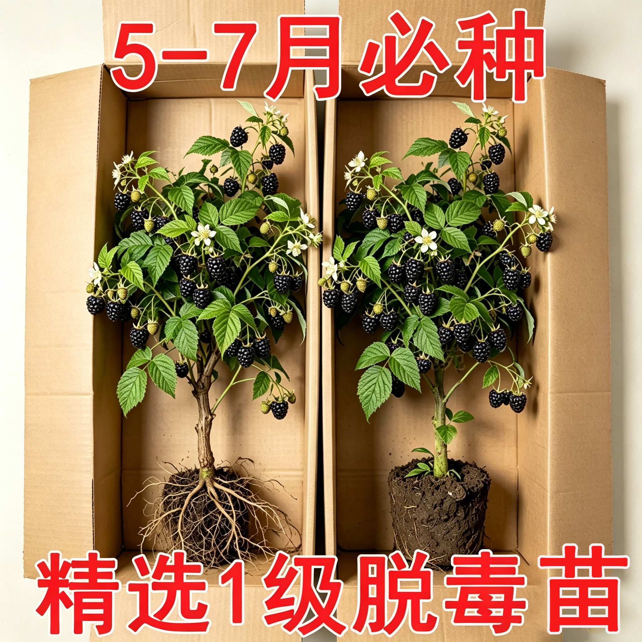 树莓苗双季覆盆子果树苗盆栽地栽南北方种植当年结果红黄黑树莓苗