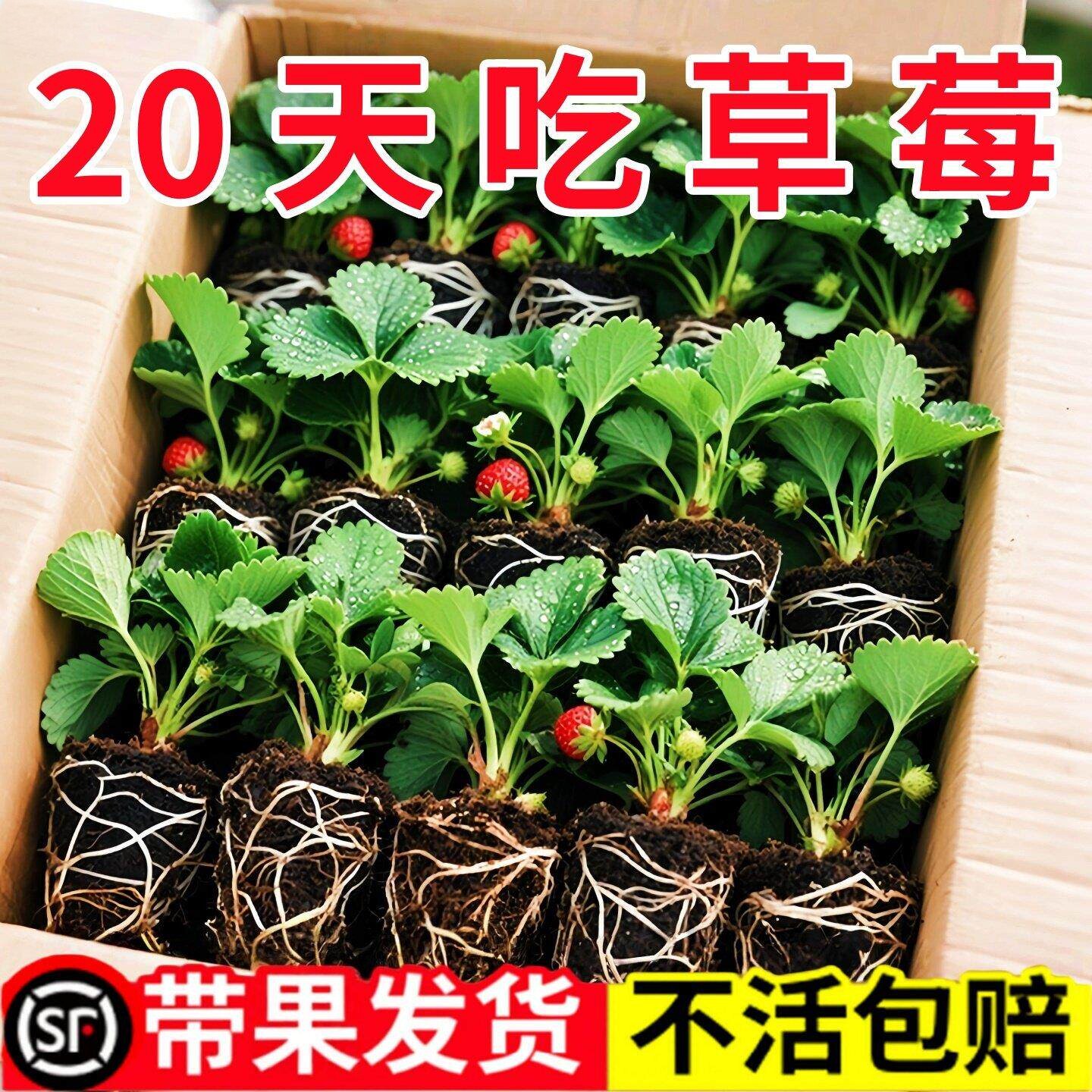 四季草莓苗奶油红颜草莓秧大棚种植草莓盆栽当年结果新苗带土果苗