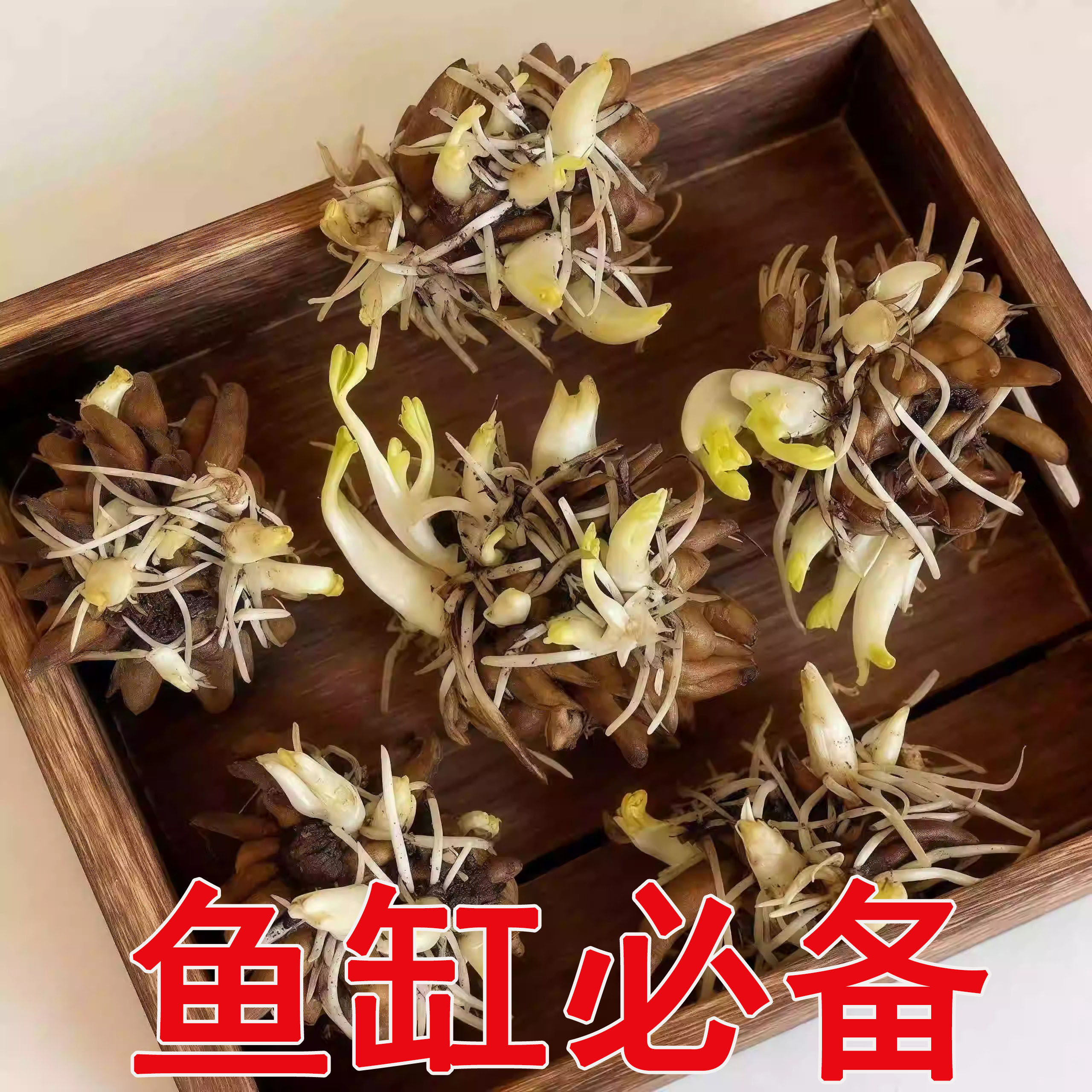 【带芽发货】正品进口重瓣花毛茛种球洋牡丹芹叶牡丹耐寒浓香花卉,鲜花速递/花卉仿真/绿植园艺,红掌/凤梨/温室花卉,淘宝优惠券,粉丝福利购,淘宝优惠卷
