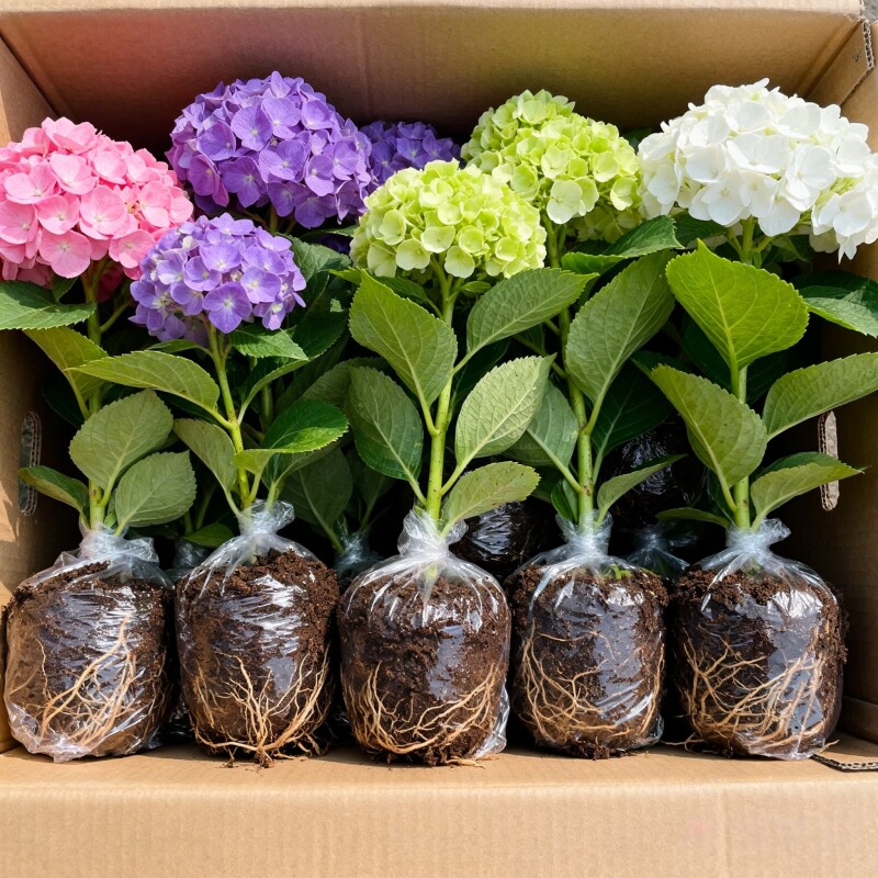 绣球花苗无尽夏常年开花绣球花盆栽庭院好养的花卉植物室内花