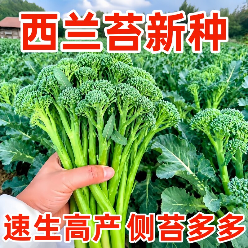 云南新鲜兰花苔西兰花苔芥蓝菜农家自种西兰花脆嫩兰花菜苔新鲜