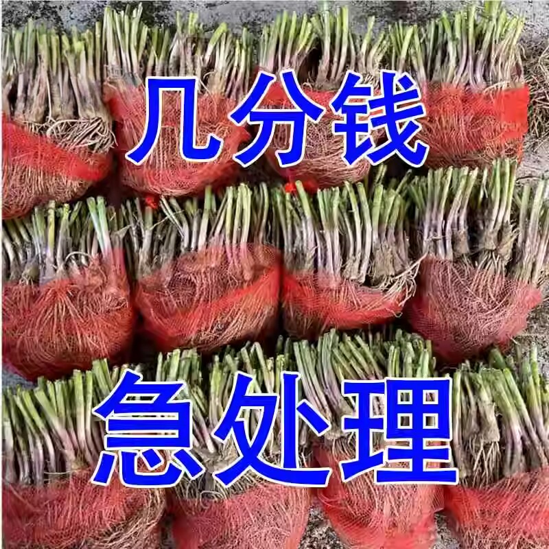 【头茬现挖】紫根韭菜根苗宽叶紫红根本地香韭菜家庭阳台好养