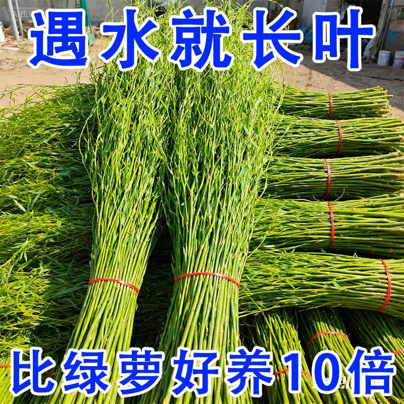 龙柳鲜枝水培植物藤条干支水养富贵竹室内绿植盆栽花卉重枝瓣雪柳,鲜花速递/花卉仿真/绿植园艺,红掌/凤梨/温室花卉,淘宝优惠券,粉丝福利购,淘宝优惠卷