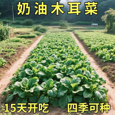 (新种到了)大叶木耳菜肉厚菜葵小青菜种子春夏秋季室外春季蔬菜种