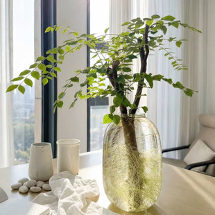 小叶女贞水培植物室内老桩造型树澳洲丁香木四季常青观叶观茎绿植