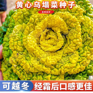 耐寒黄心乌塌菜黄心菜菊花心菜大白菜农家四季播蔬菜黄金乌