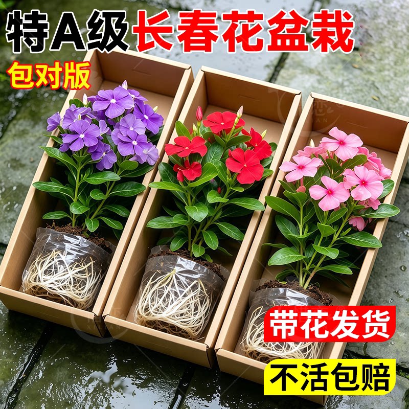 长春花盆栽重瓣大花带花苞春花苗室内阳台盆栽植物鲜花卉云南直发