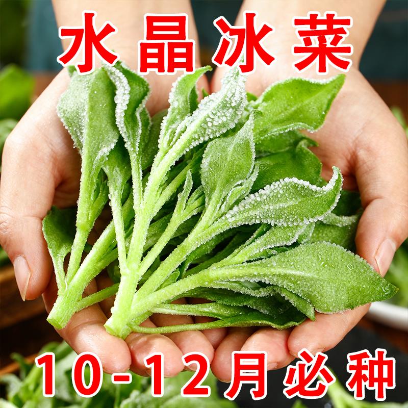 正品冰菜新鲜冰晶菜南方蔬菜四季长寿菜营养高钙冻不死沙拉菜种子