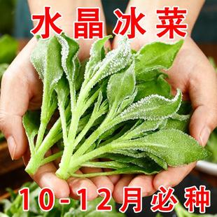 正品 长寿菜营养高钙冻不死沙拉菜种子 冰菜新鲜冰晶菜南方蔬菜四季